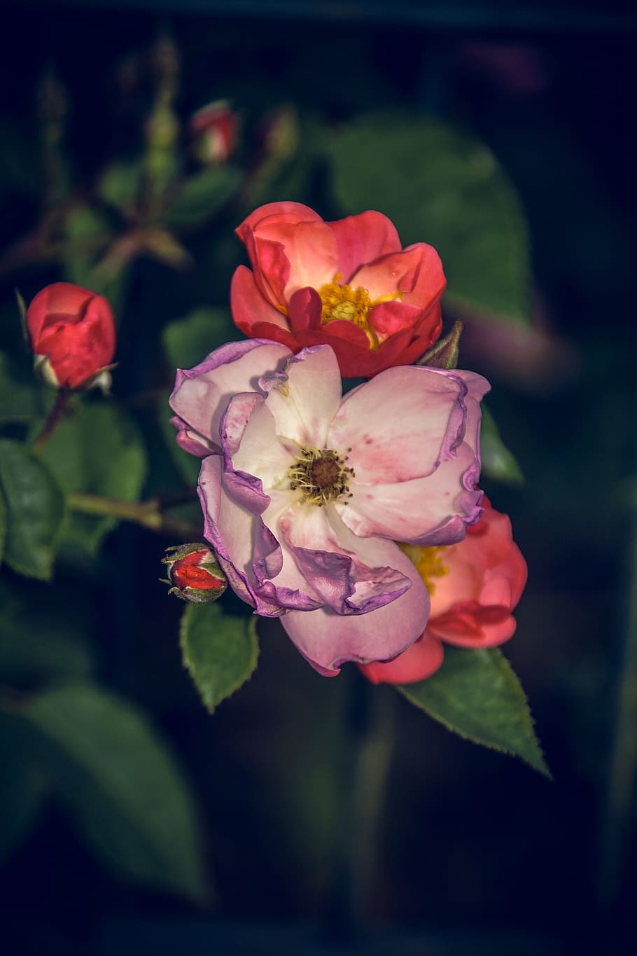 rose, blossom, bloom, close, rosaceae, velvet, flower stalk HD wallpaper