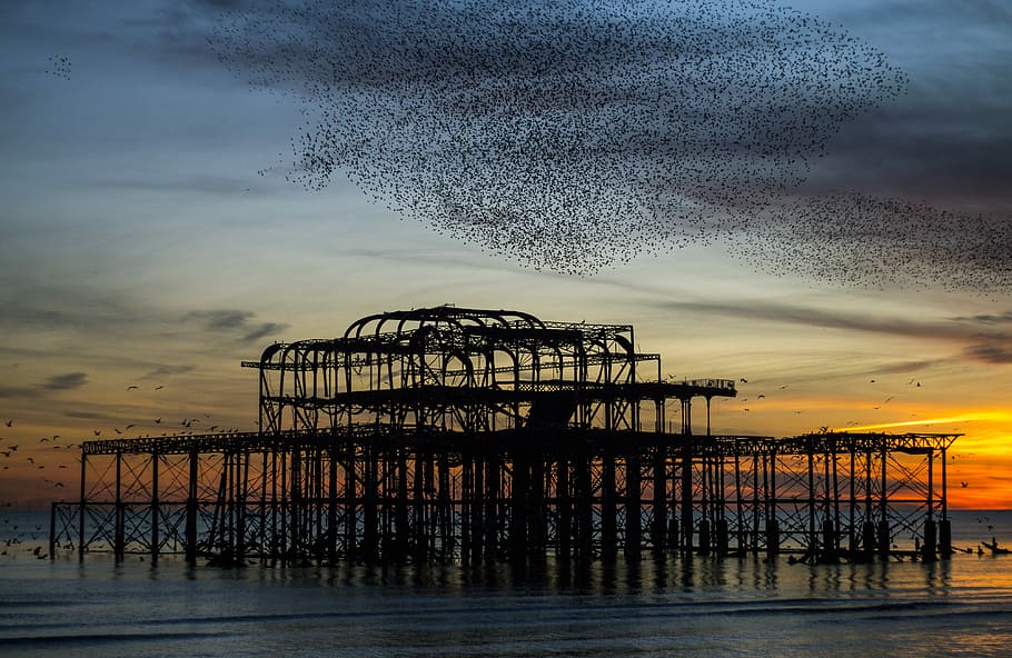 flock of bird above building on body of water during golden hour HD wallpaper
