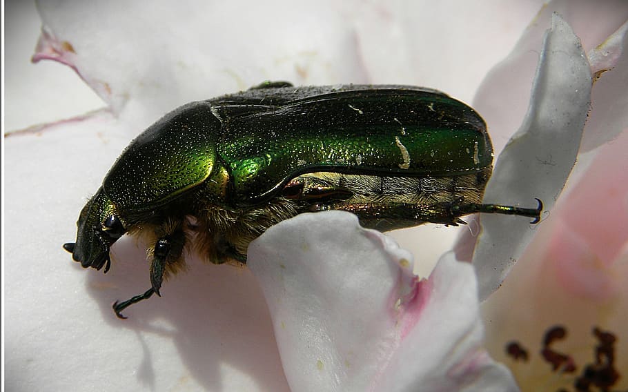 rose beetle, green, iridescent, macro, insect, worm, nature HD wallpaper