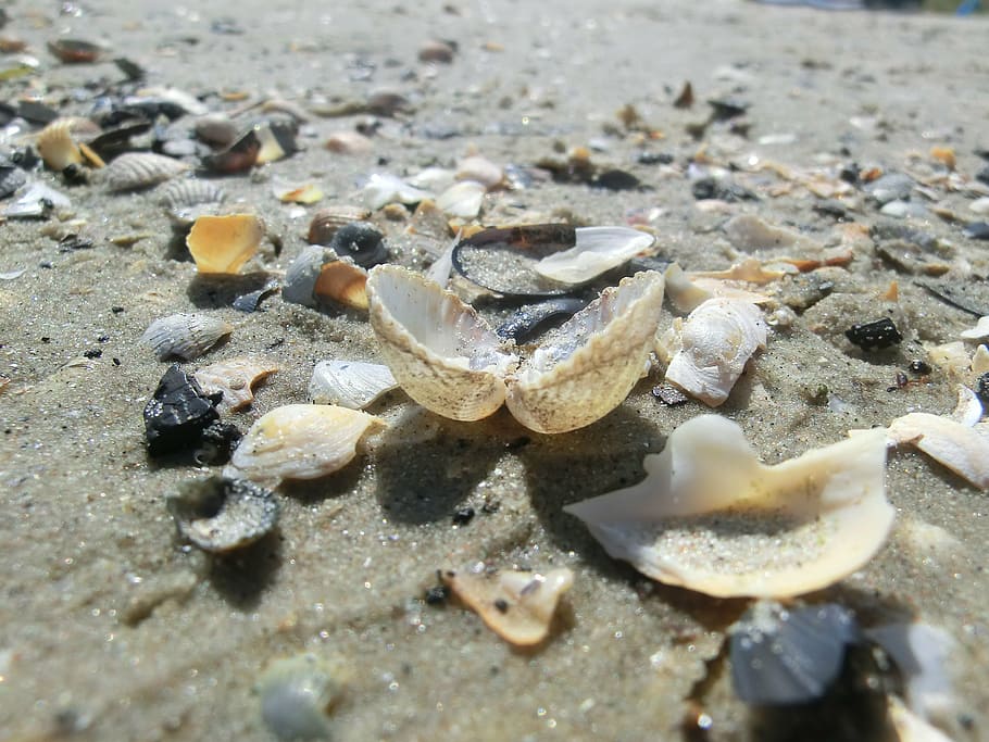 shell, sea, beach, shells, sand beach, summer, sunny day, land HD wallpaper
