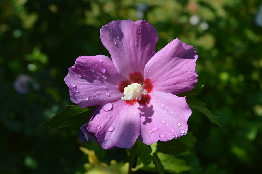 flower, nature, bloom, summer, natural, plant, floral, garden HD wallpaper