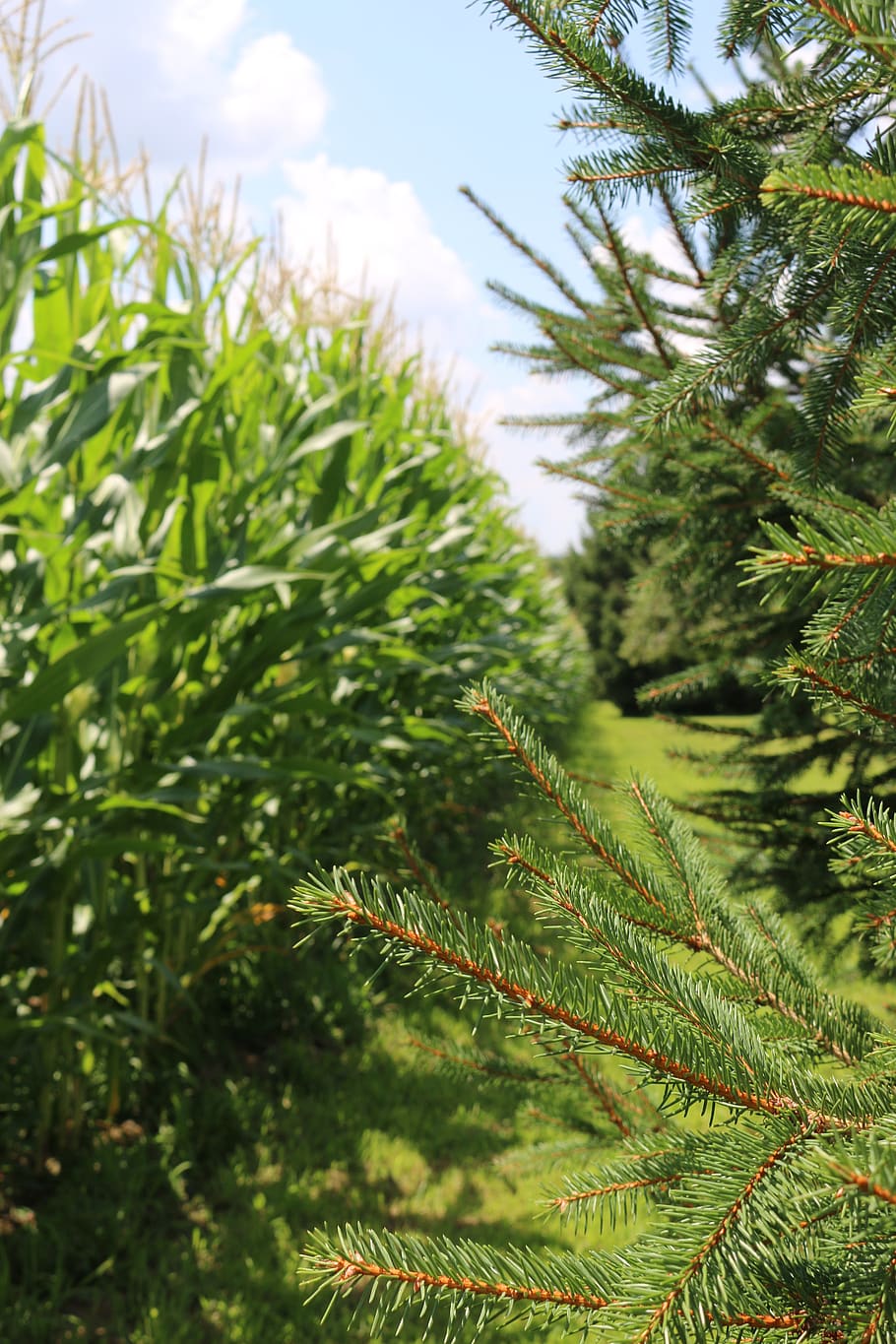 corn field, pine trees, grass, farm, summertime, plant, growth HD wallpaper