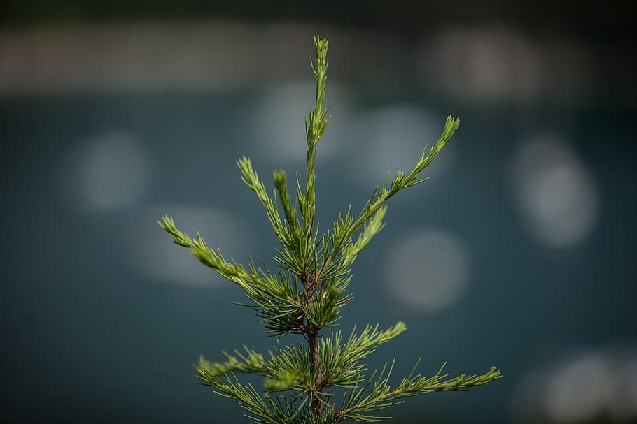 nature, leaf, flora, outdoors, pine, growth, plant, green color HD wallpaper