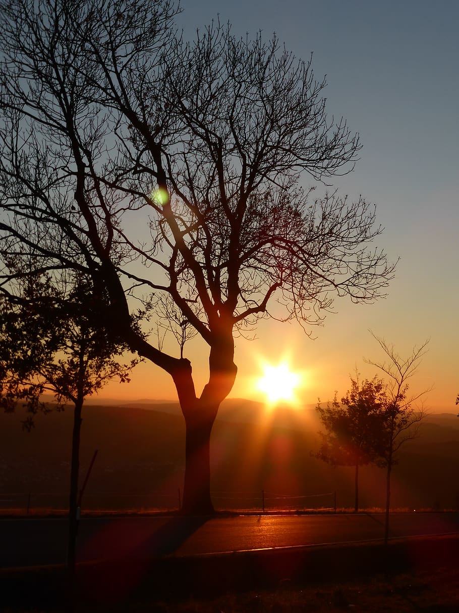 abendstimmung, tree, sunset, romance, clouds, sky, afterglow HD wallpaper