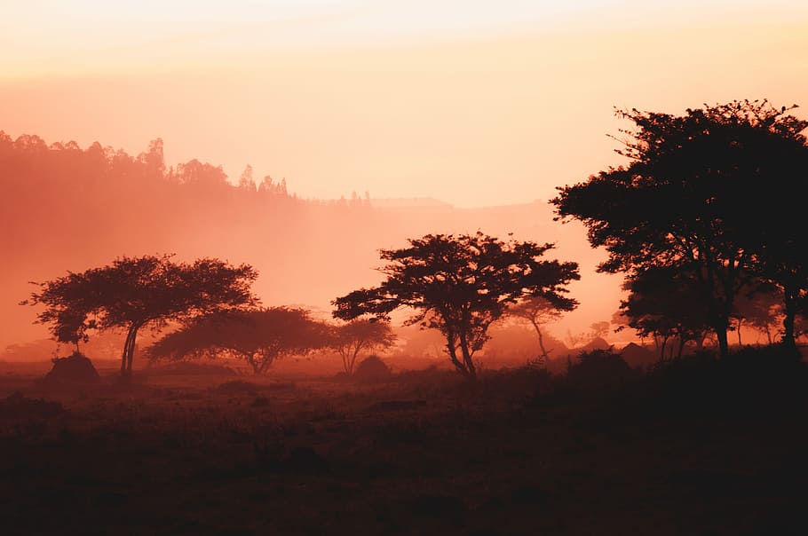 landscape of trees and mountain, foggy forest, field, mist, plant HD wallpaper