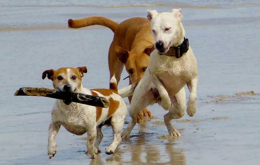 three brown and white coated dogs playing on wet soil during daytime