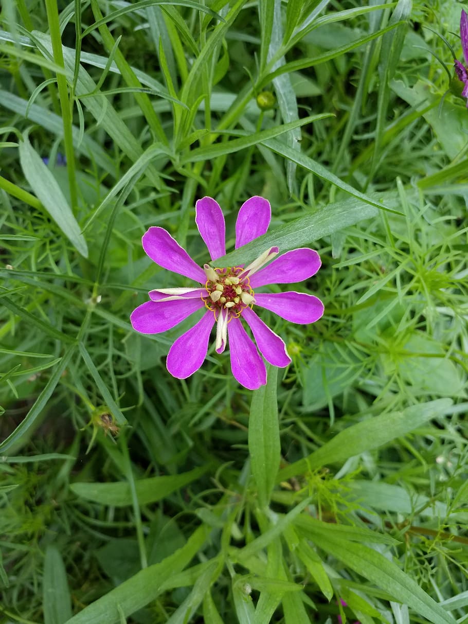 flower, flowers, plant, flowering plant, freshness, growth HD wallpaper