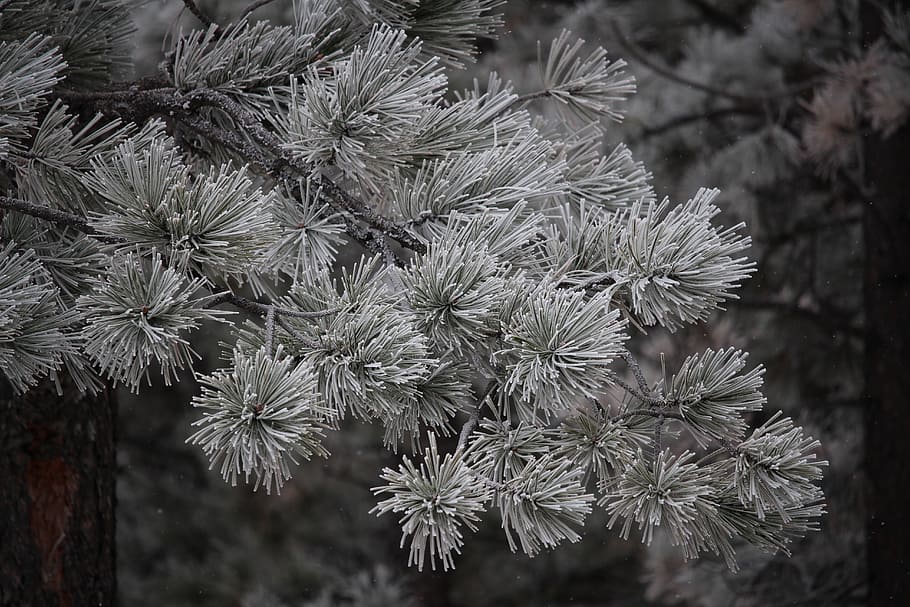 Trees, Winter, Snow, Ice, Frost, Pine, evergreen, forest, nature HD wallpaper