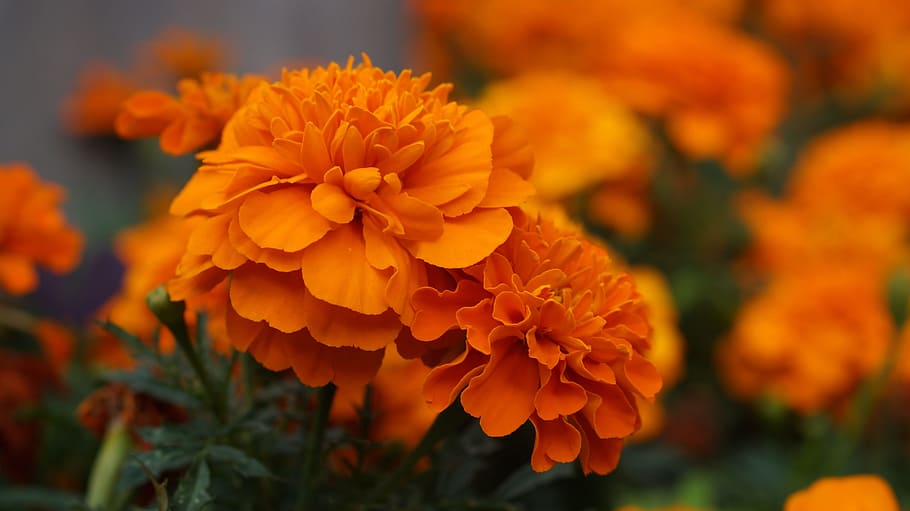 flower, nature, plant, leaf, garden, summer, outdoors, petal HD wallpaper