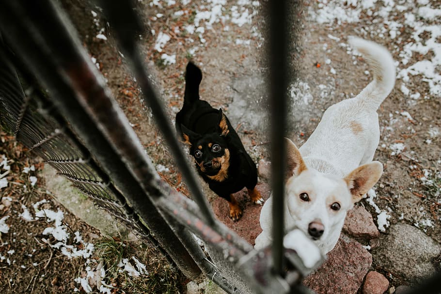 Dogs behind metal bars, animal, puppy, blackandwhite, lock, padlock, HD wallpaper