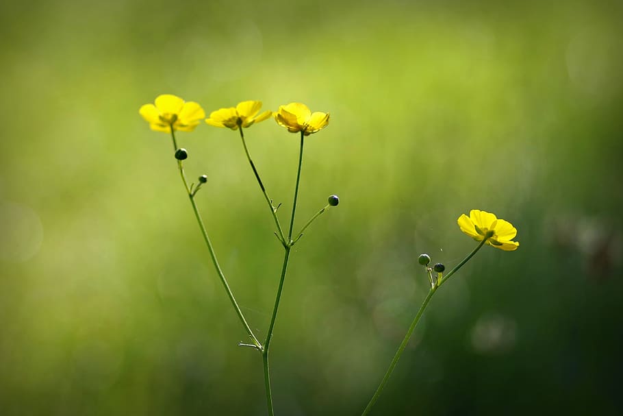 buttercup, flower, yellow, tiny, green, closeup, sunny, glaucoma HD wallpaper