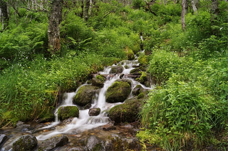 stream, water, rocks, moss, plants, trees, green, motion, forest HD wallpaper