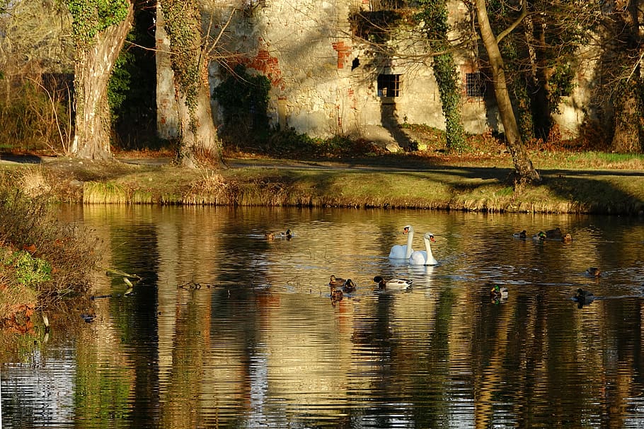 waters, reflection, nature, river, swans, ruin, tree, lake HD wallpaper
