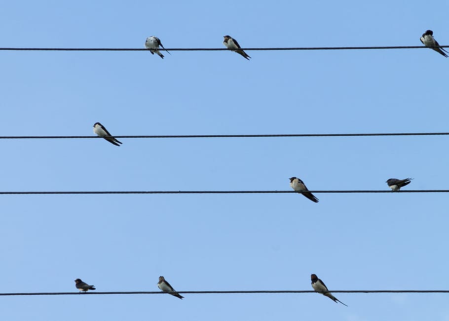 9 Birds Perched on 4 Electric Lanes, animal photography, animals