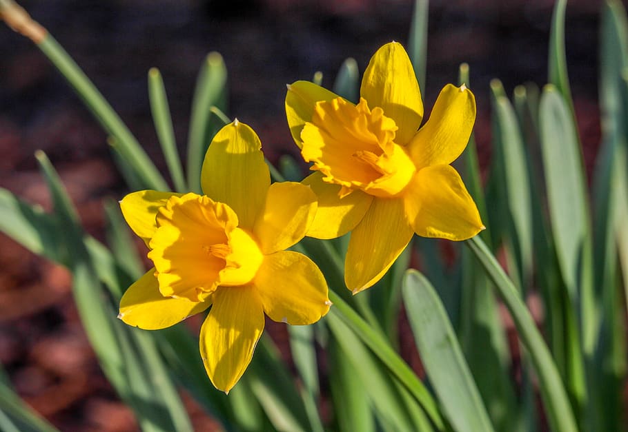 flower, nature, flora, easter, garden, flowering plant, yellow HD wallpaper