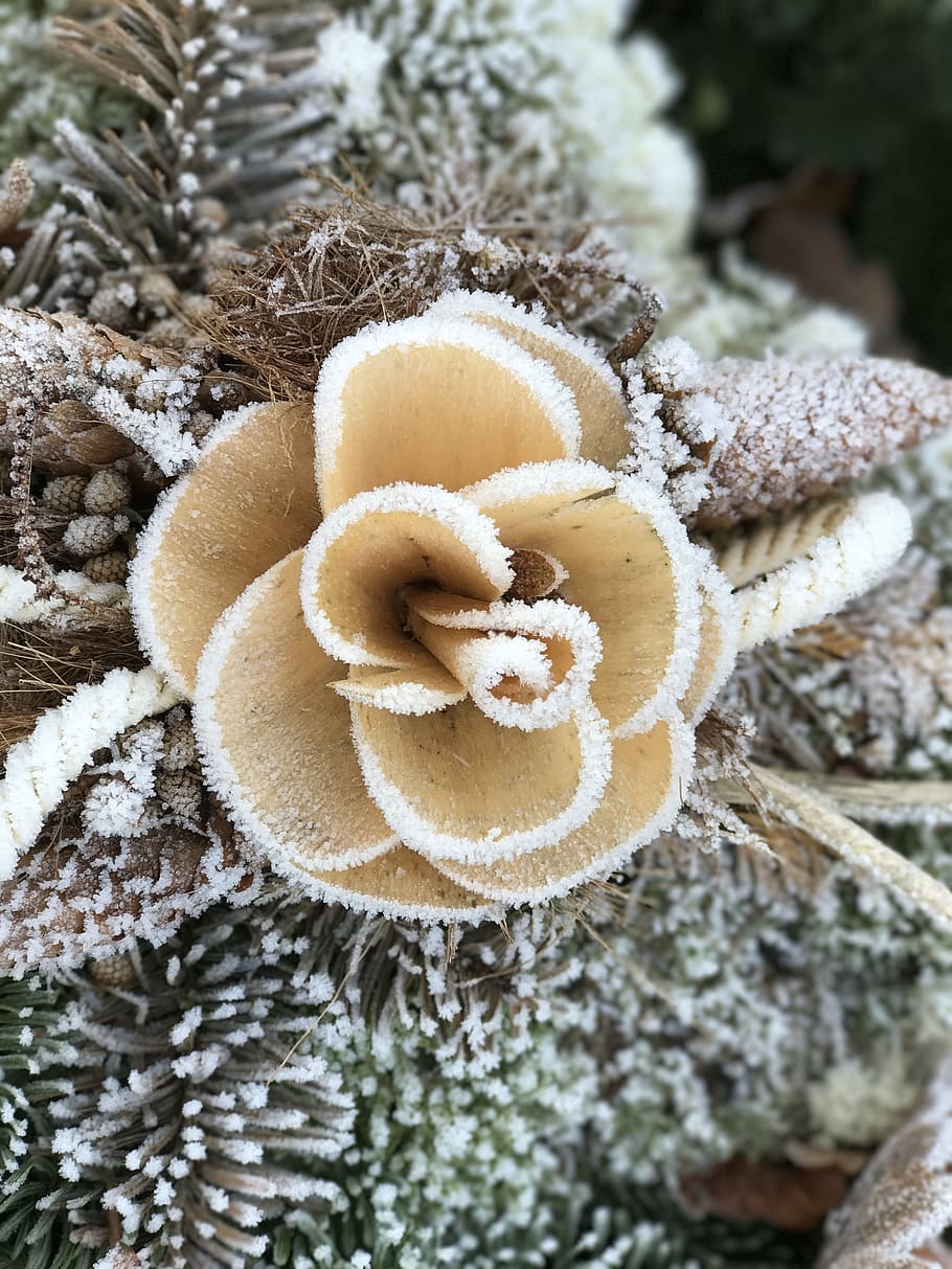 Winter, Cemetery, rose, close-up, no people, nature, snow, cold temperature HD wallpaper
