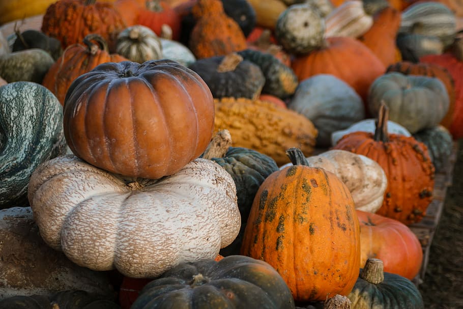 pile of pumpkins, closeup photo of varieties of pumpkins, gourde HD wallpaper