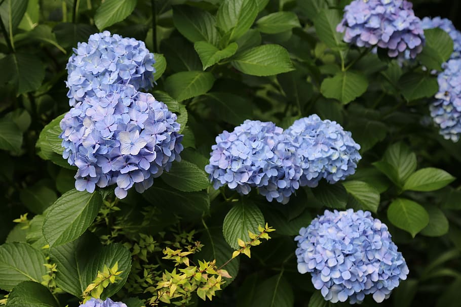 Hydrangea, Plants, Flower, flowers and plants, purple, leaf HD wallpaper
