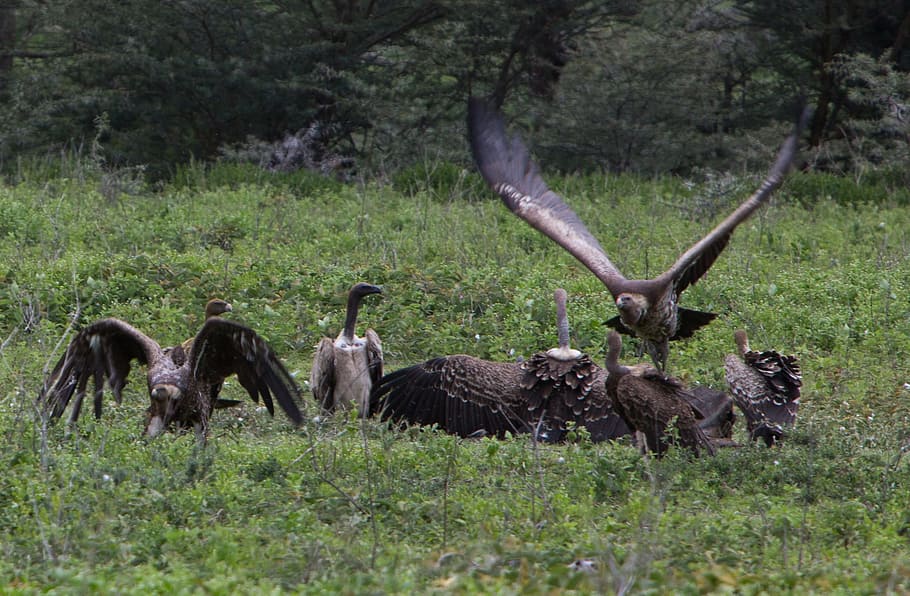 vulture, kill, nature, wild, wildlife, tanzania, ngorongoro conservation area HD wallpaper