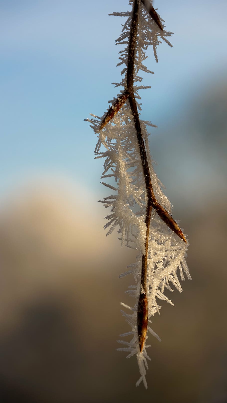 leaf, leaves, tree, white, winter, ice, snow, crystal, frost HD wallpaper