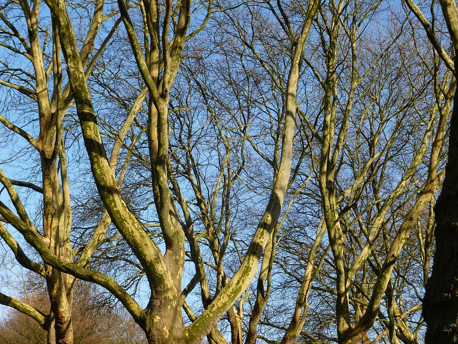 Trees, Aesthetic, Nature, Branches, braid, outdoors, forest HD wallpaper