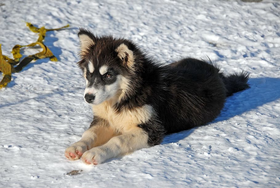 black and white Siberian husky puppy lying on snow field, greenland, HD wallpaper