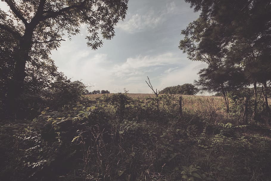 grass, bushes, trees, plants, rural, countryside, nature, sunshine HD wallpaper