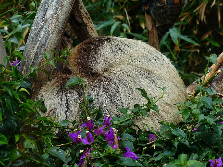 sloth, rest, sleep, two-toed sloth, choloepus, actual two-toed sloth HD wallpaper