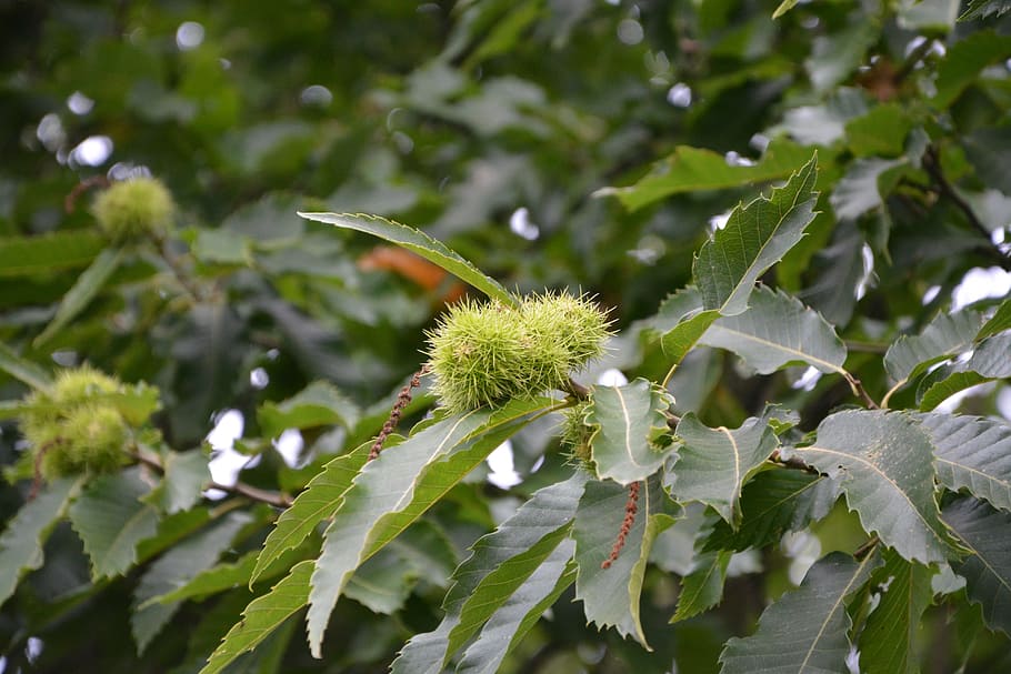 chestnut, bugs, spicy, fruit, tree, nature, shell thorny, plant HD wallpaper