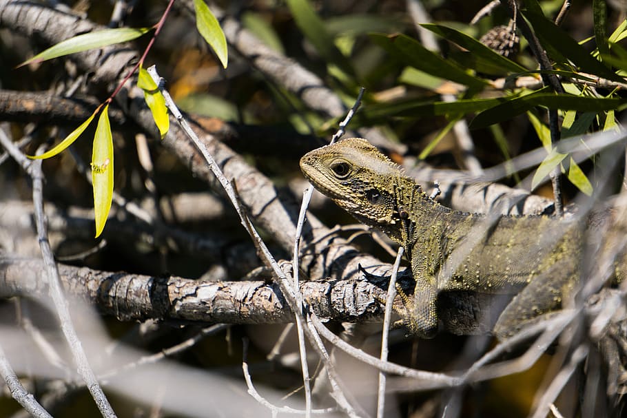 green iguana on gray branch during daytime shallow focus photography, gray and yellow iguana HD wallpaper