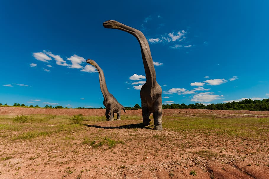 two Brachiosaurus altithorax walking during daytime, dinosaur, HD wallpaper