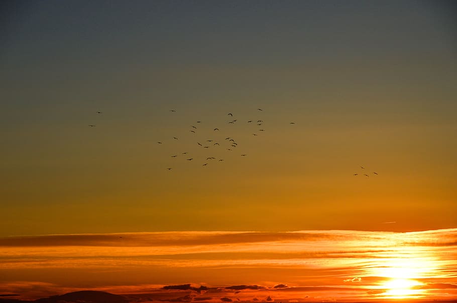 sunset, birds in orizonte, flashes, sky, animal themes, flying HD wallpaper