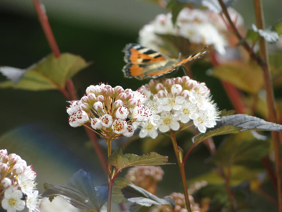 butterfly, spring, flower, flowering plant, beauty in nature HD wallpaper