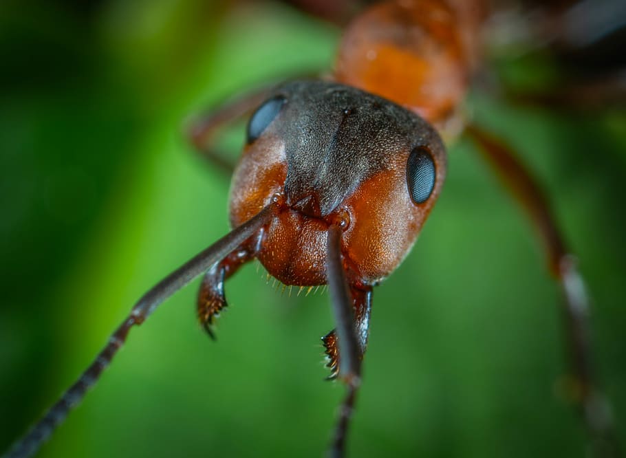 macro, insect, ant, close-up, plant, animal themes, animals in the wild HD wallpaper