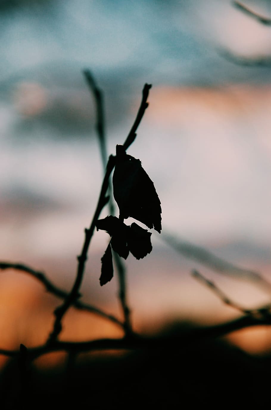 silhouette of leafed plant, macro photography of dry leaf, sunset HD wallpaper