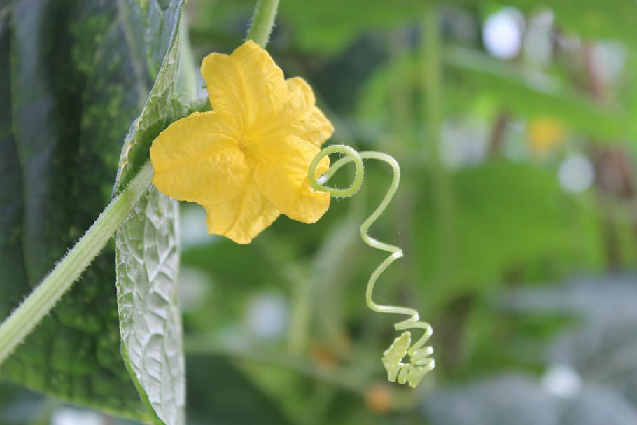 Cucumber, Vegetable, Vine, Yellow, Green, plant, leaf, focus on foreground HD wallpaper