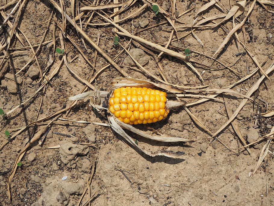 corn, arid, soil, dry, the ground, dust, rift, land, surface HD wallpaper