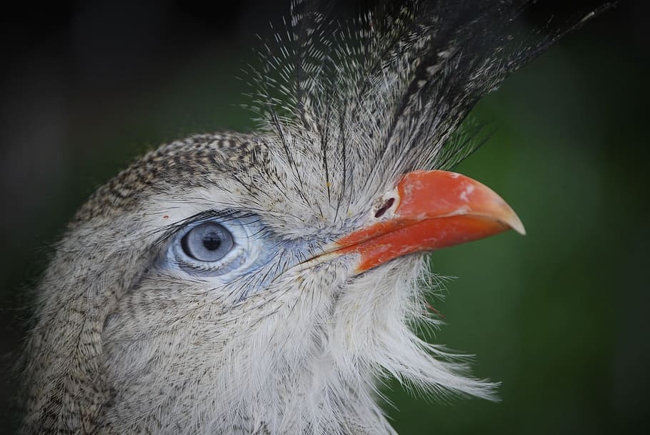 Bird, Head, Eye, animal body part, beak, animal head, one animal HD wallpaper
