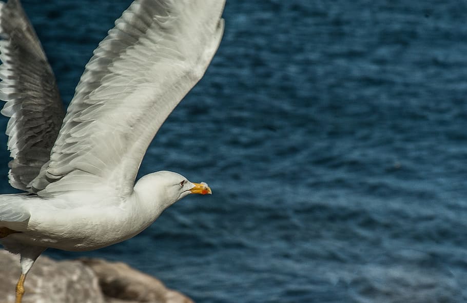 Seagull, Wings, Flight, bird, animals in the wild, one animal HD wallpaper
