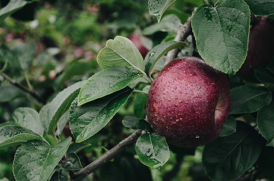 red apple on selective focus photography, macro photography of red apple HD wallpaper
