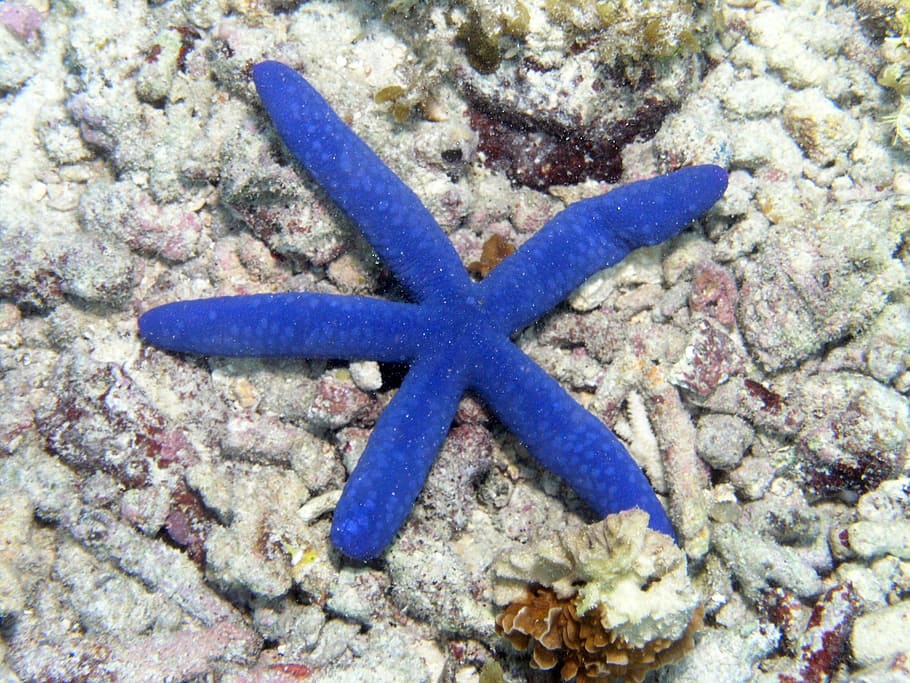 starfish, ocean, floor, sea, sea star, seascape, water, blue star, HD wallpaper