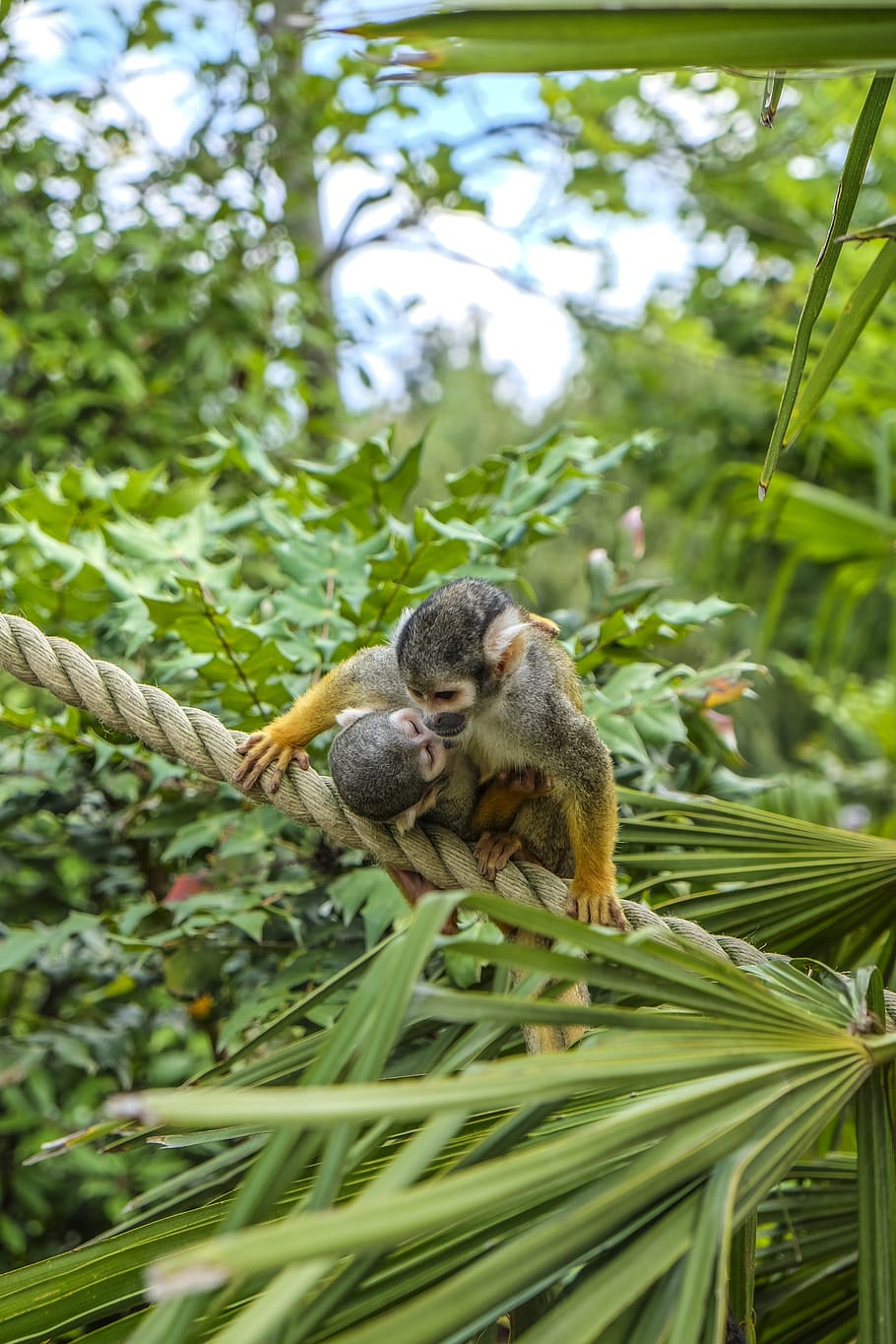 monkey, squirrel monkey, duo, mammal, animals, animal themes HD wallpaper