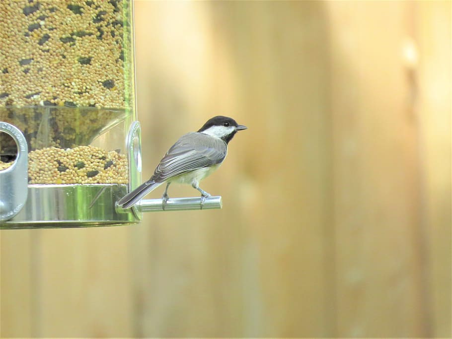 bird, tiny, chickadee, wildlife, animals in the wild, animal wildlife HD wallpaper
