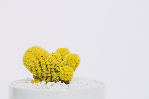 yellow, plant, color, decoration, botanical, bright, cacti, cactus HD wallpaper