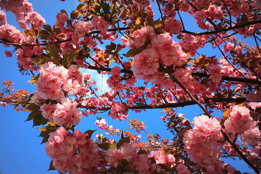 spring, tree, flowers, pink, plant, flowering plant, pink color HD wallpaper