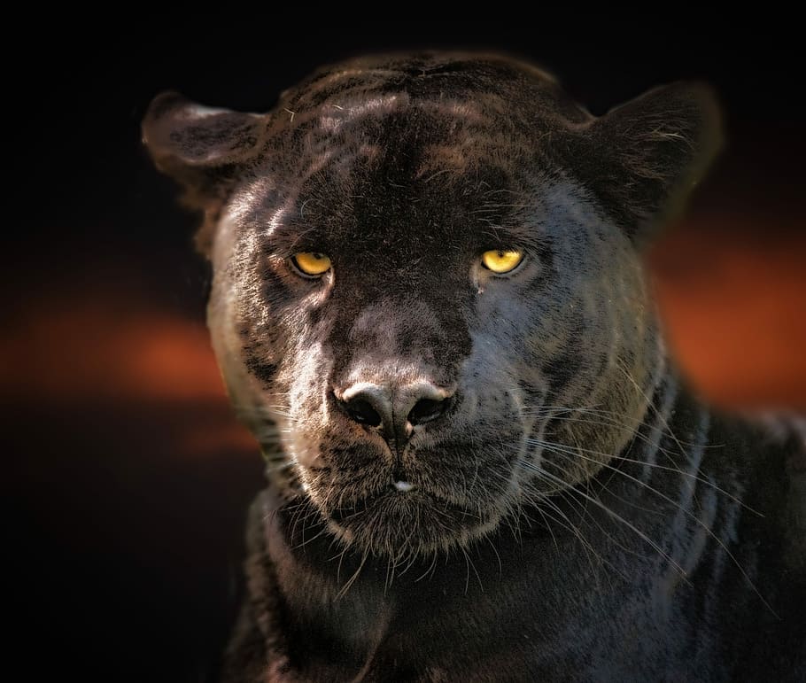 black panther, jaguar, wildlife, cat, eyes, one animal, animal themes
