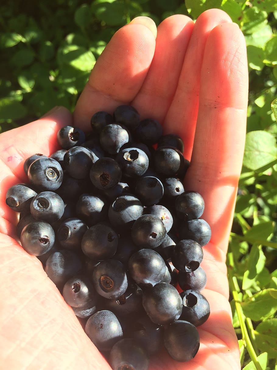 Forest blueberries 1080P, 2K, 4K, 5K HD wallpapers free download