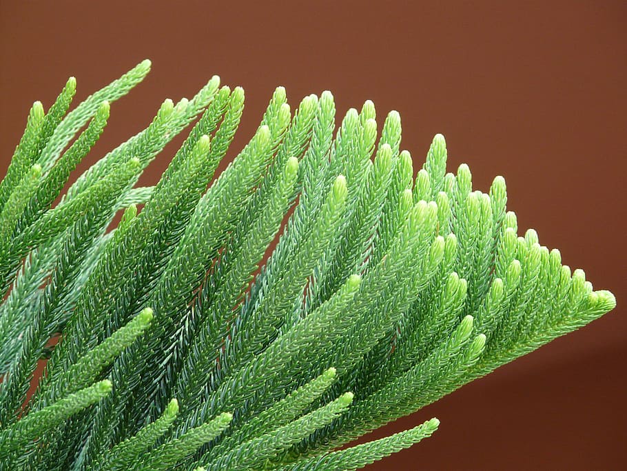 branch, needles, distinctive, araucaria heterophylla, norfolk pine, HD wallpaper