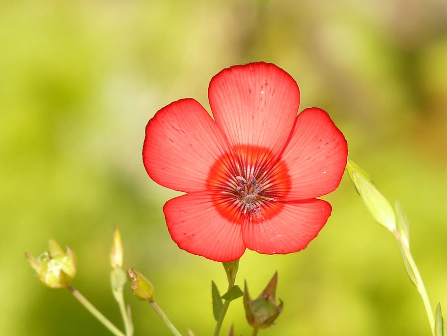 selected focus photo of red flower, translucent, red lein, blossom HD wallpaper