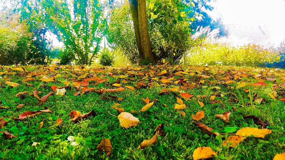 Autumn, Leaves, Leaf, Tree, Fall Foliage, golden autumn, nature HD wallpaper
